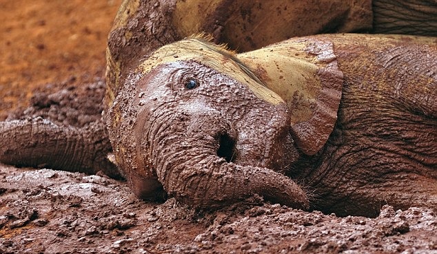 Το ελεφαντάκι απολαμβάνει τη βουτιά του στη λάσπη