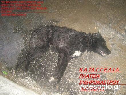 Το άτυχο σκυλί που δηλητηριάστηκε - ΦΩΤΟ από adespoto.gr