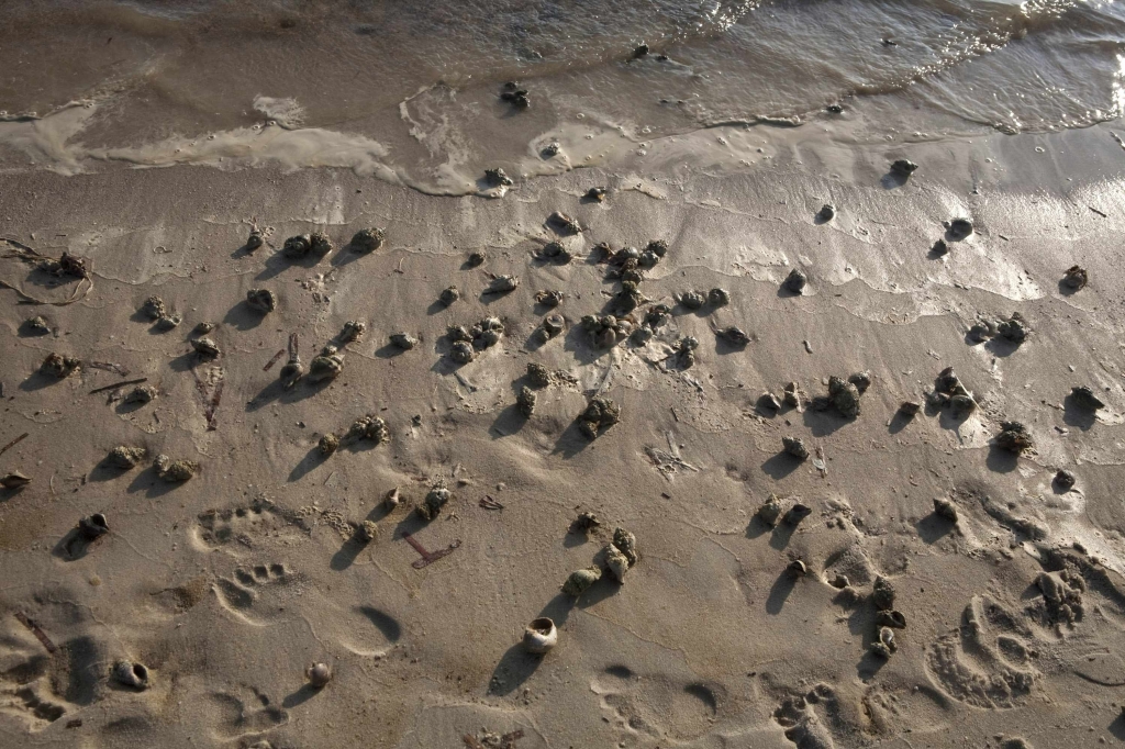 Διάφορα νεκρά οστρακοειδή και καβούρια έχουν γεμίσει τις ακτές στο Dauphin Island στην Αλαμπάμα ΦΩΤΟ REUTERS