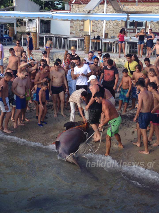 ΦΩΤΟ από xalkidikinews.gr