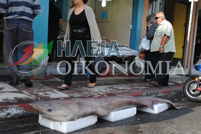 ΦΩΤΟ από iliaoikonomia.gr