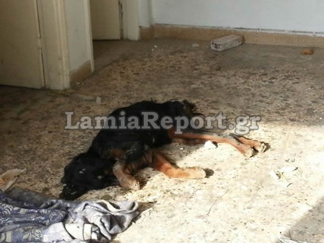 ΦΩΤΟ από lamiareport.gr
