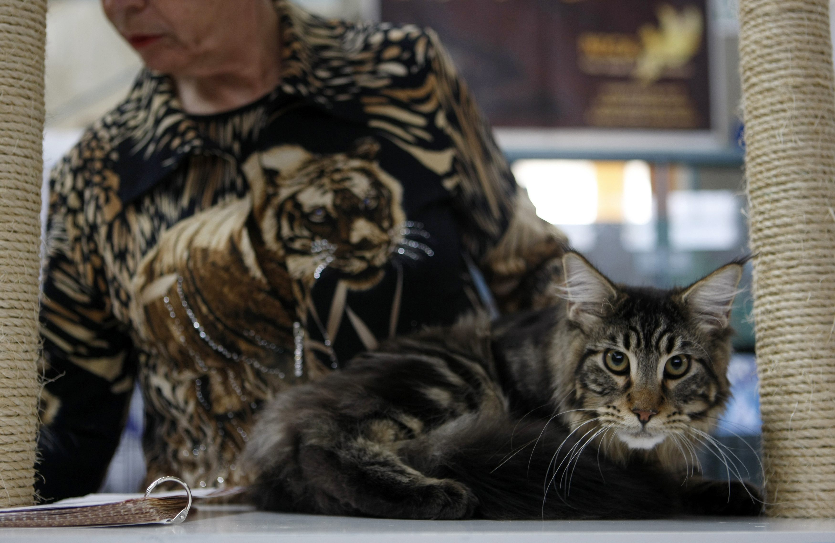 Ο γατούλης αυτός είναι ράτσας Maine Coon