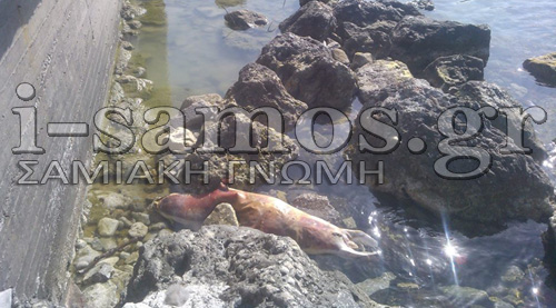 ΦΩΤΟ από i-samos.gr