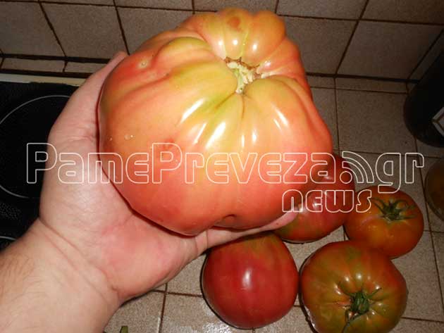 ΦΩΤΟ από pamepreveza.gr