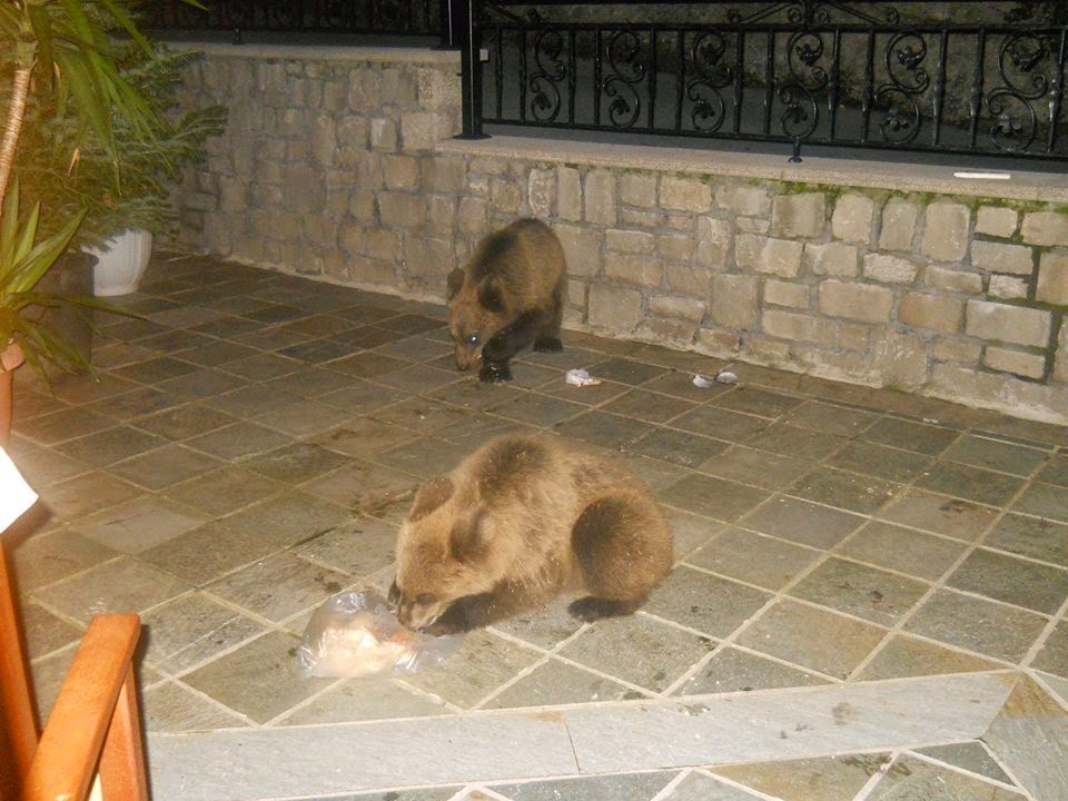 ΦΩΤΟ από epirusgate
