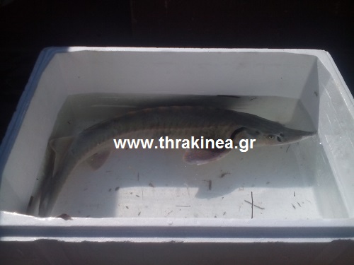 ΦΩΤΟ από thrakinea.gr