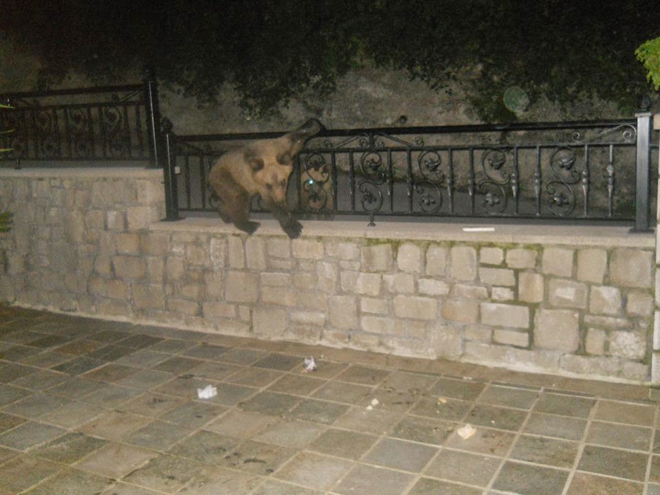 ΦΩΤΟ από epirusgate