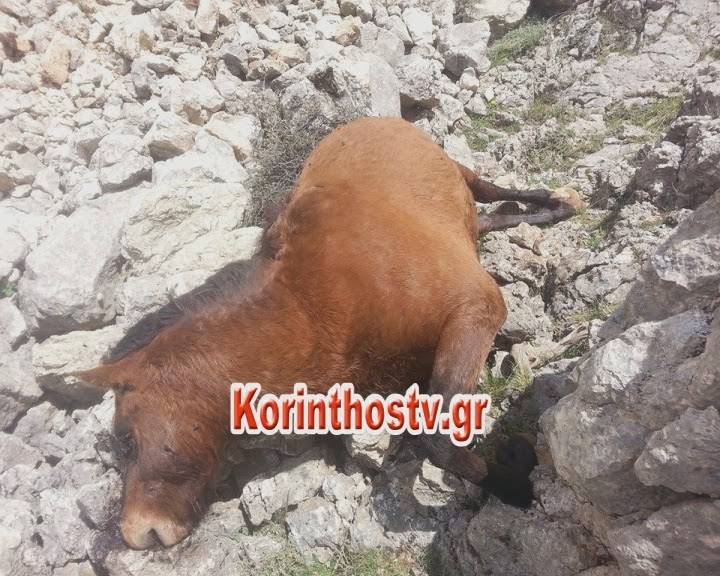 ΦΩΤΟ από korinthostv