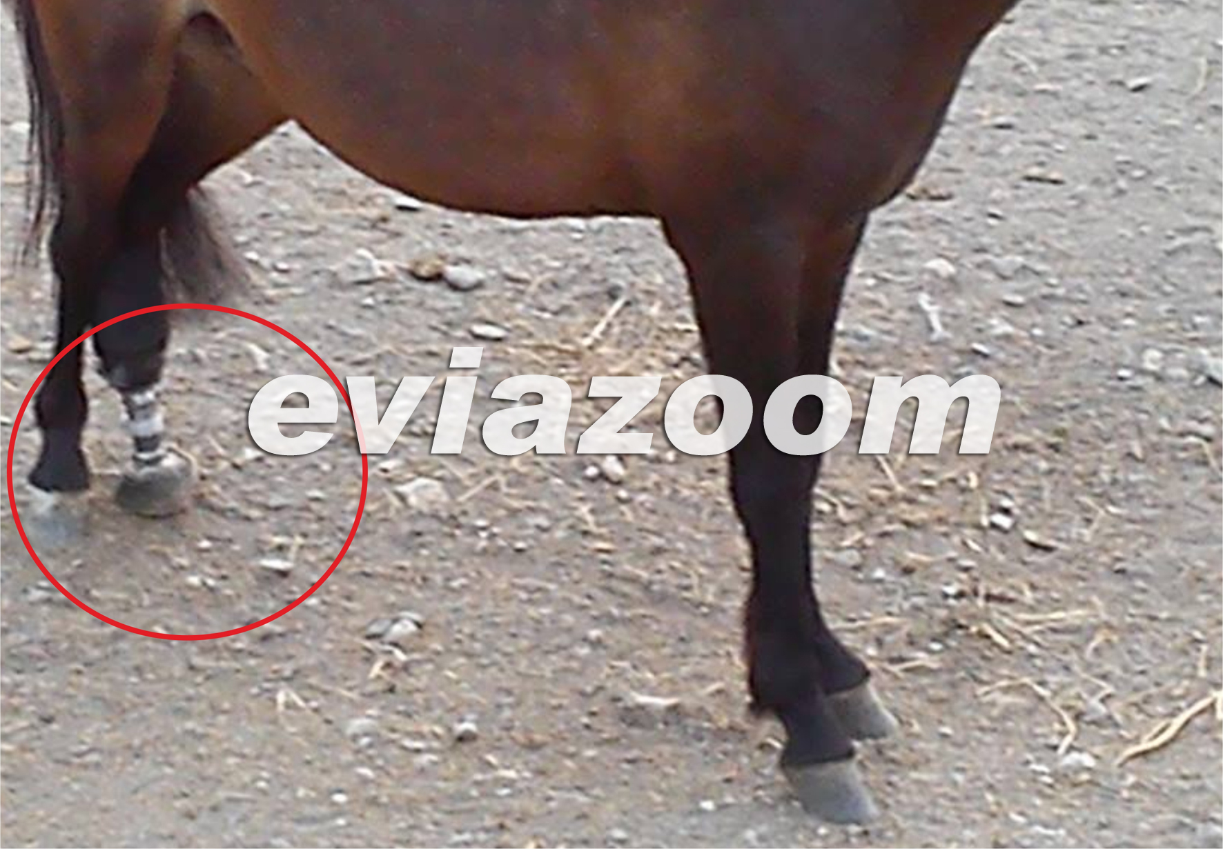 ΦΩΤΟ από eviazoom