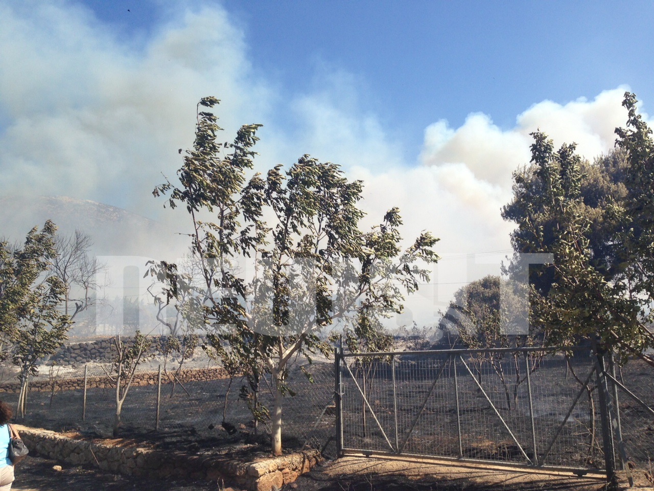 Οι πυροσβέστες δεν μπόρεσαν να σώσουν δέντρα σε περιφραγμένα οικόπεδα - ΦΩΤΟ NEWSIT