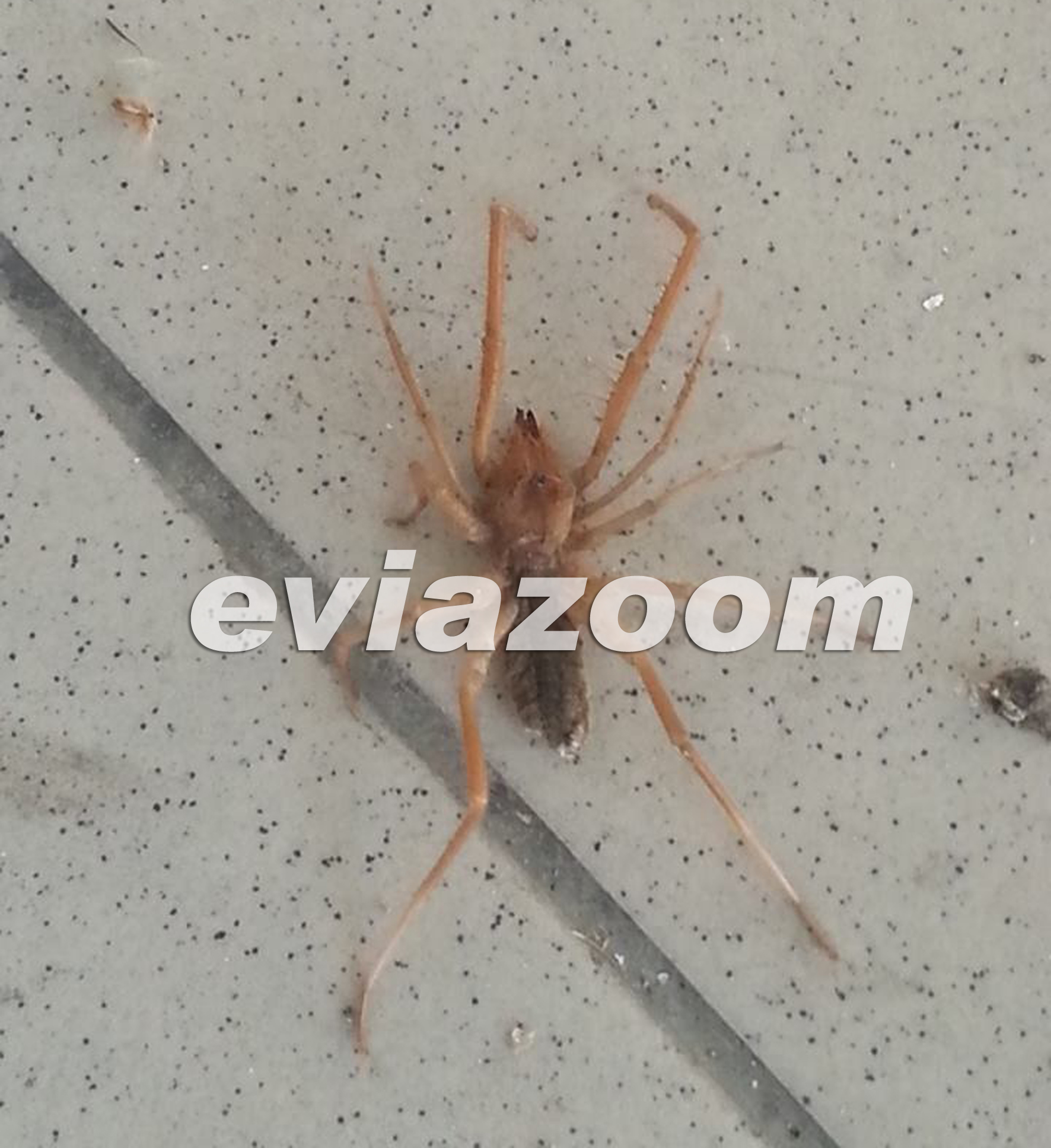 ΦΩΤΟ από το EviaZoom