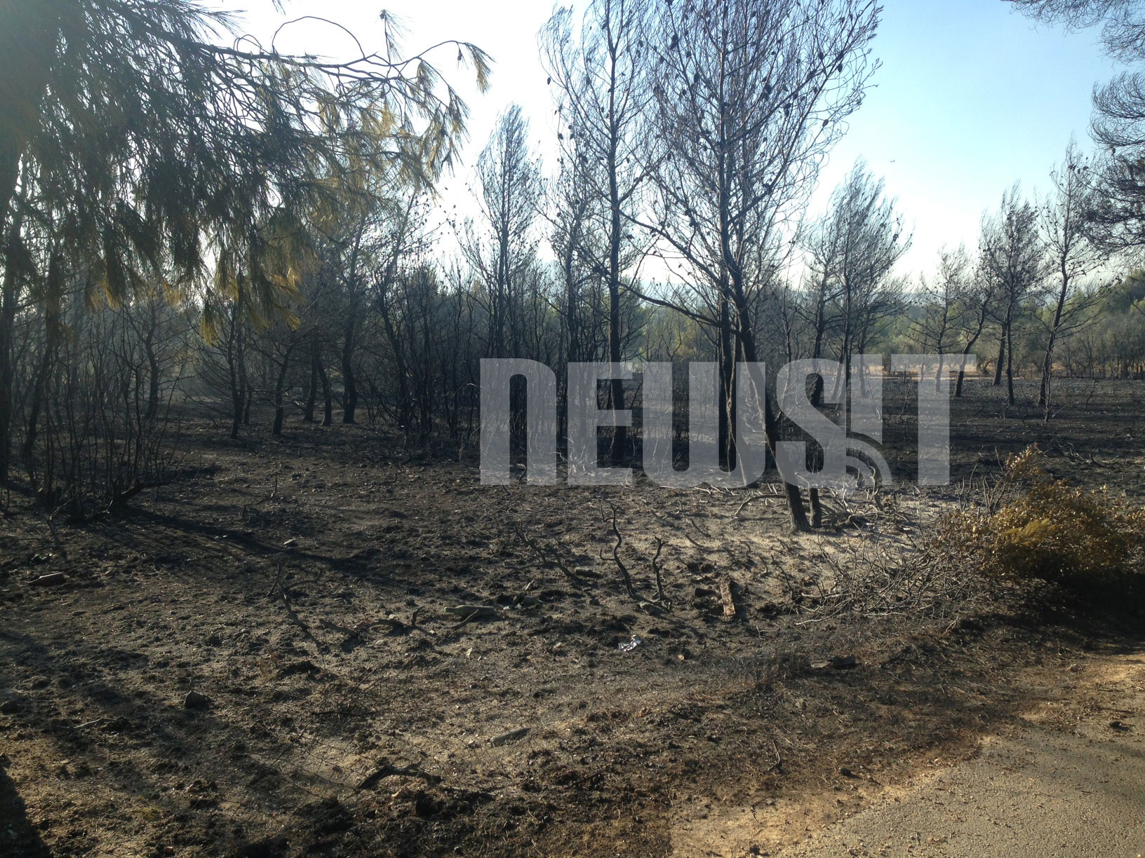 Η προσπάθεια πυροσβεστών, εθελοντών και κατοίκων να μη φτάσει η φωτιά στο δάσος της Πάρνηθας (που είχε καταστραφεί από την πυρκαγιά του 2007) ήταν τεράστια. Ευτυχώς, τελικά, στέφθηκε με επιτυχία - ΦΩΤΟΓΡΑΦΙΑ NEWSIT