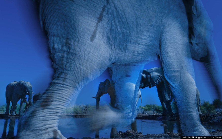 Greg du Toit
