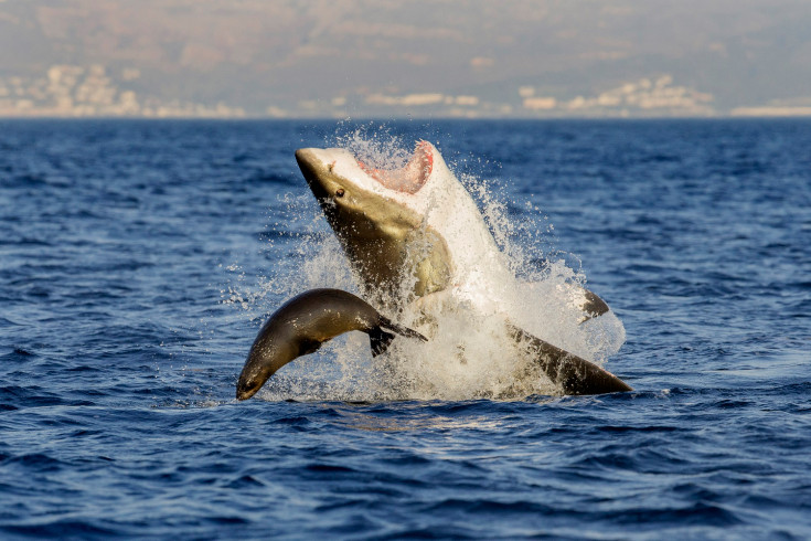 26 Ιουλίου 2013. Νότια Αφρική. Η στιγμή που μια φώκια γλιτώνει στην κυριολεξία από τα σαγόνια του καρχαρία...