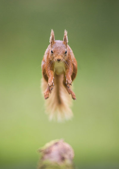 Catch me if u can! Φωτογραφία Simon Dale/HotSpot Media
