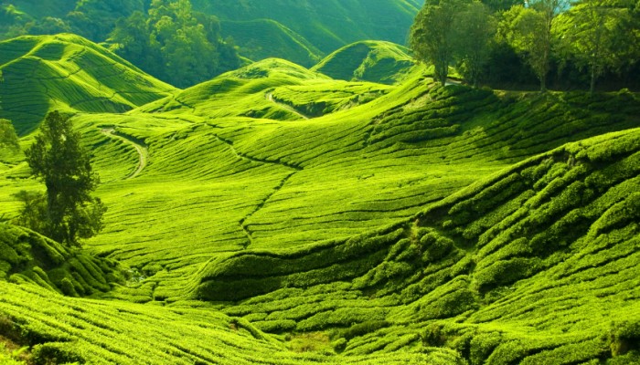 Τα Cameron Highlands