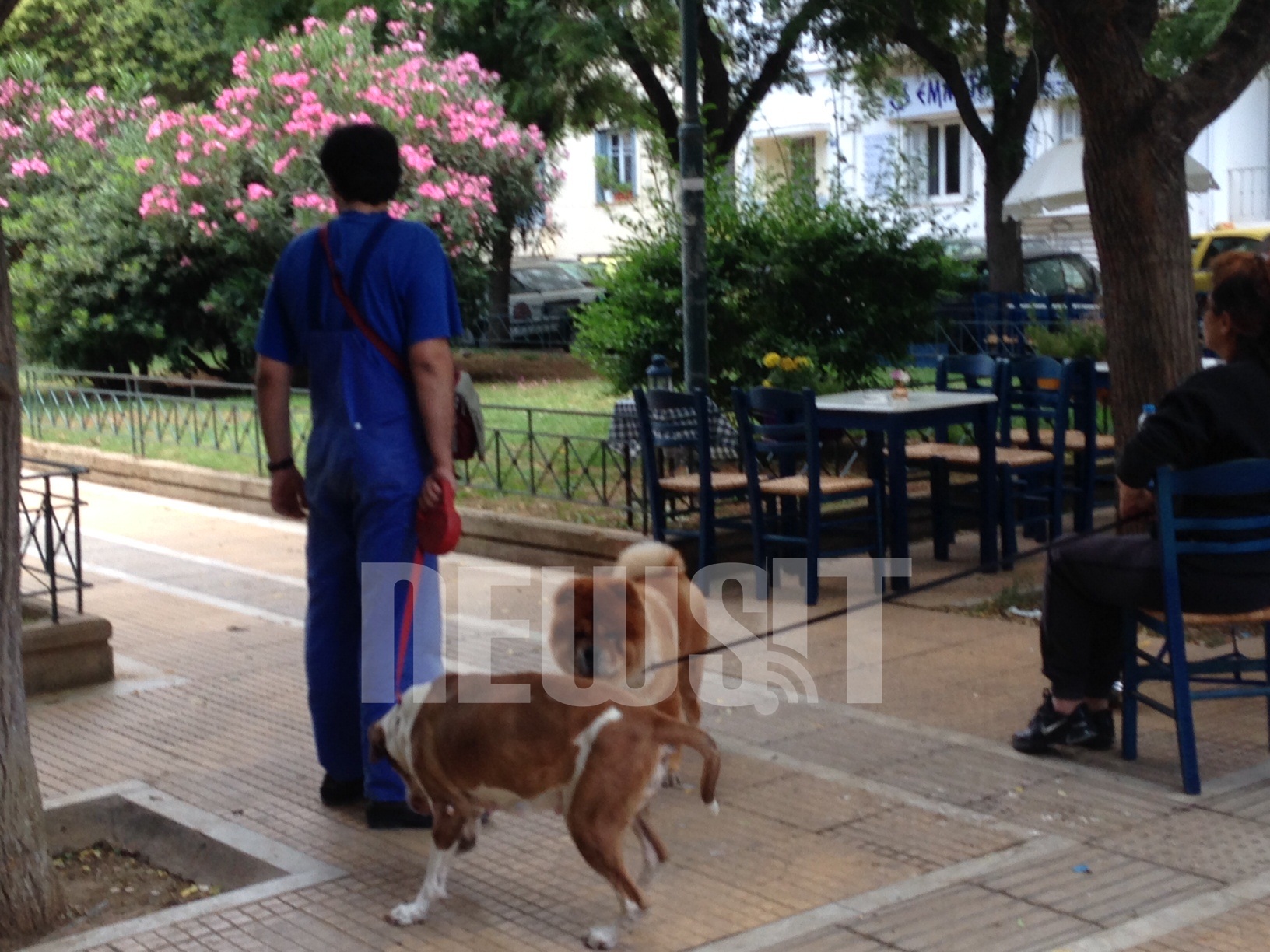 Μέχρι σήμερα το σκυλί που επιτέθηκε στους αστυνομικούς ήταν ήσυχο λένε οι κάτοικοι της περιοχής - ΦΩΤΟ NEWSIT 
