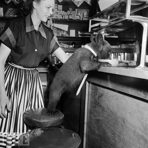 Μωρό αρκουδάκι μπροστά σε ένα μπώλ γεμάτο μέλι το 1950