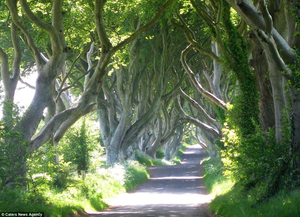 Στην πραγματικότητα είναι το Dark Hedges, ένα από τα πιο φωτογραφημένα φαινόμενα στη Βόρεια Ιρλανδία