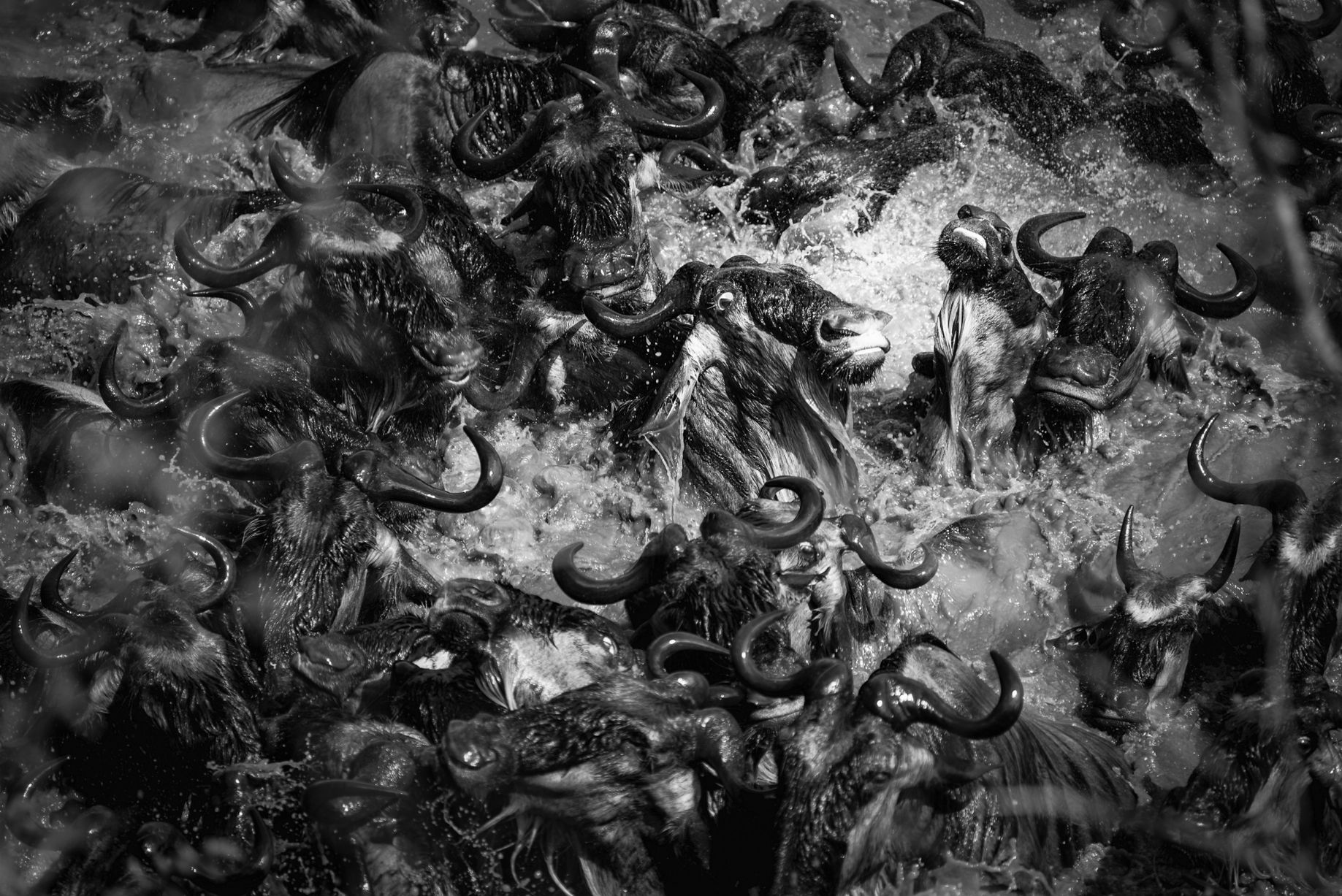Ζέβρες, αντιλόπες... στην Ανατολική Αφρική/ Karen Lunney