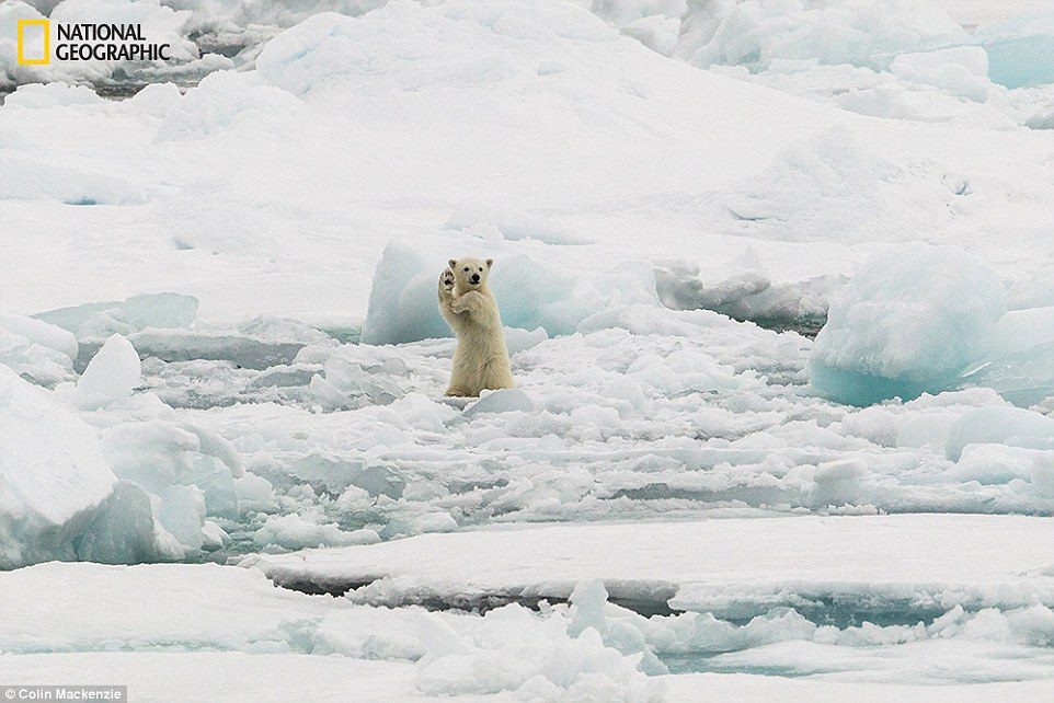 Μια πολική αρκουδίτσα... χορεύει στο Svalbard της Νορβηγίας - Φωτογραφία: Colin Mackenzie