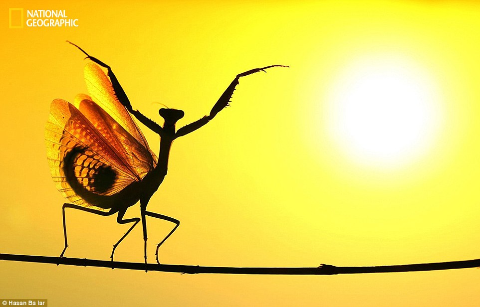Ο μεσογειακός Mantis ή αλλιώς... αλογάκι της Παναγίας ανοίγει τα φτερά του στη Λευκωσία - Φωτογραφία: Hasan Ba Iar