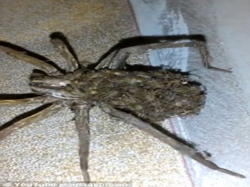 Πηγή φωτό - dailymail.co.uk