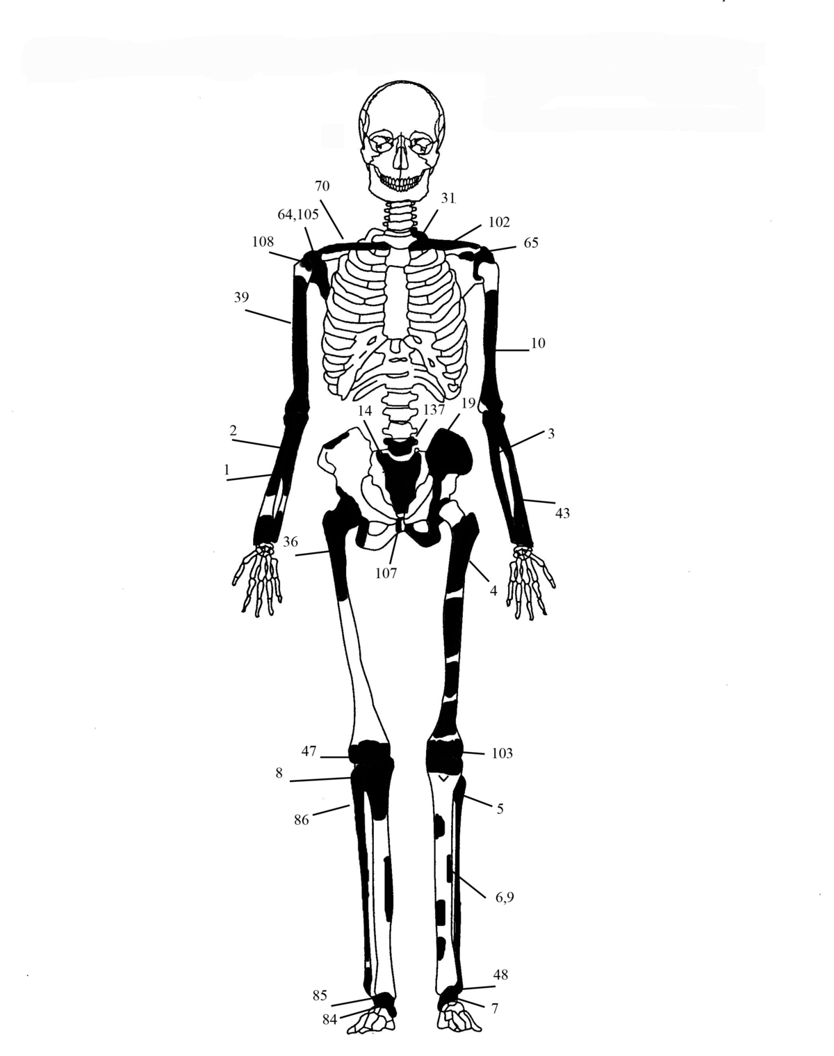 Εικόνα 3: Ενδεικτική εκπροσώπηση οστών Ατόμου 2
