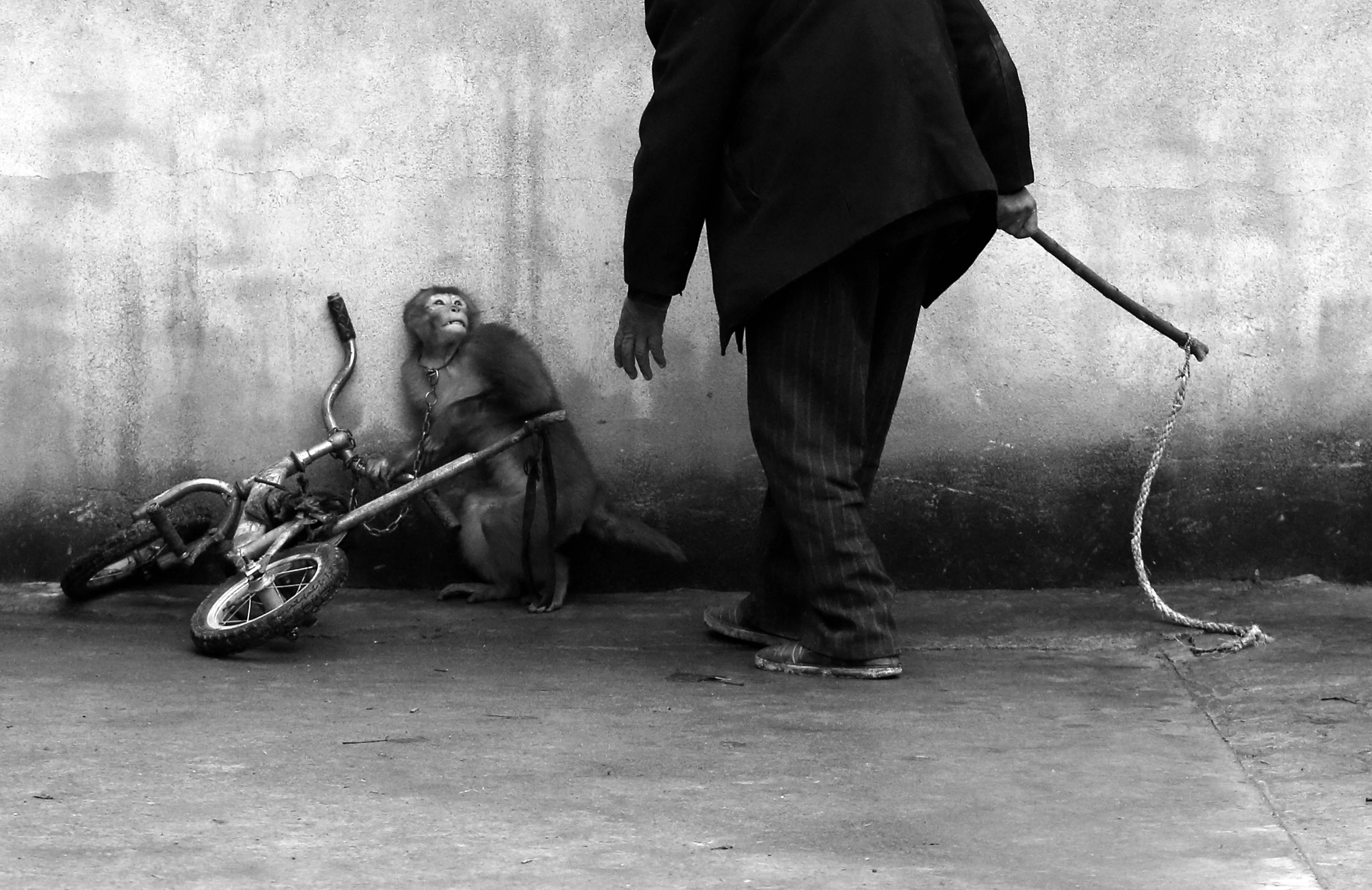 Yongzhi Chu | Η στιγμή που μαϊμού τρέμει όταν πλησιάζει ο εκπαιδευτής-τύραννος στο Suzhou