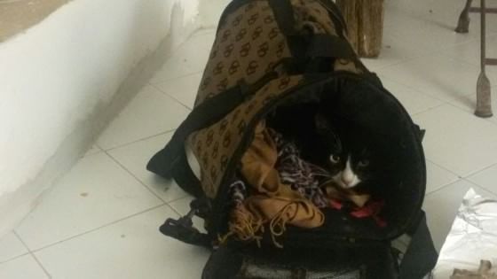 Incontra Lola, il gatto che ha attraversato il deserto e il mare per raggiungere l’Italia
