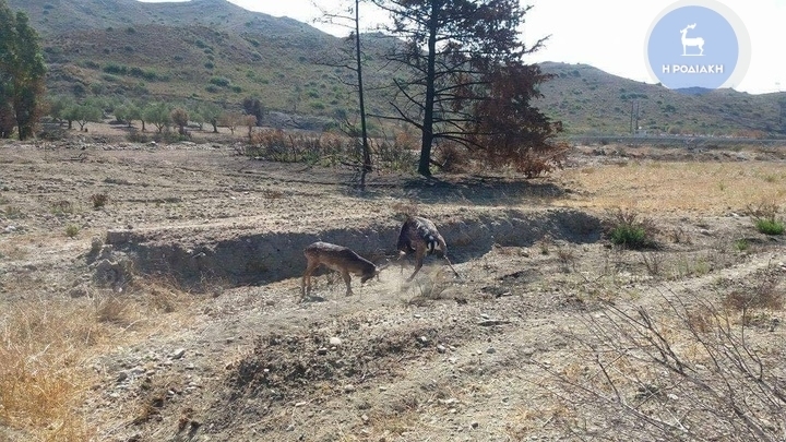 ΦΩΤΟ από rodiaki.gr