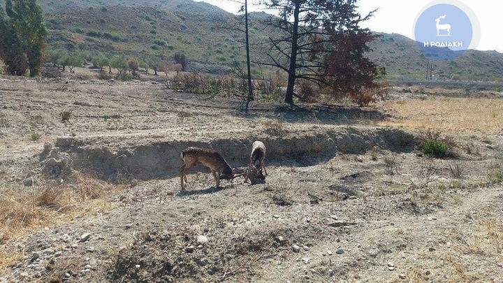 ΦΩΤΟ από rodiaki.gr