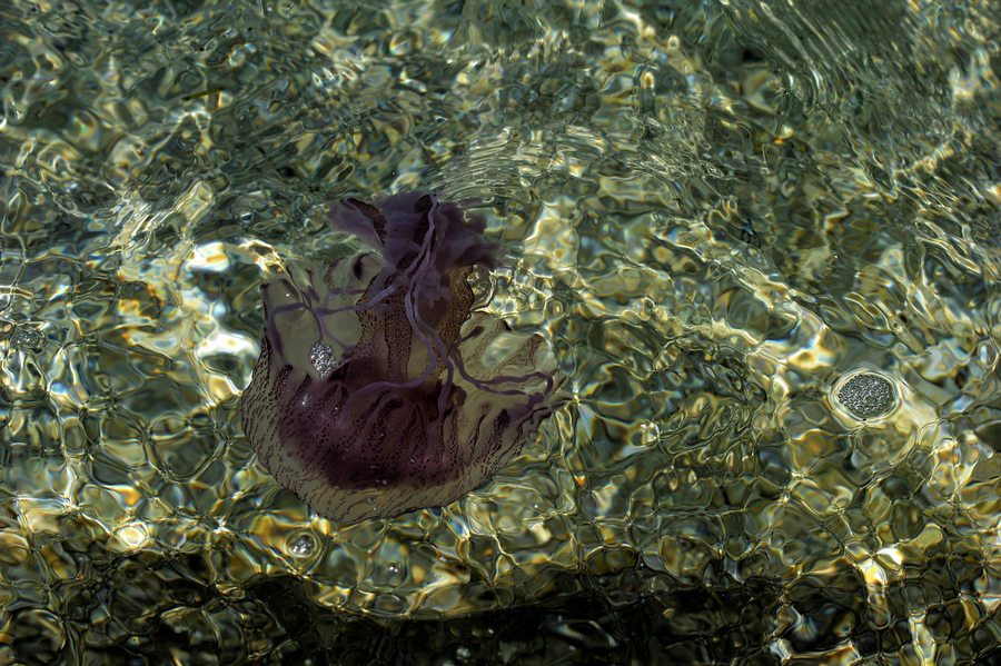 Μία από τις μέδουσες, Pelagia noctiluca, που έχουν κατακλύσει τον Κορινθιακό κόλπο - Φωτογραφία: ΑΠΕ-ΜΠΕ