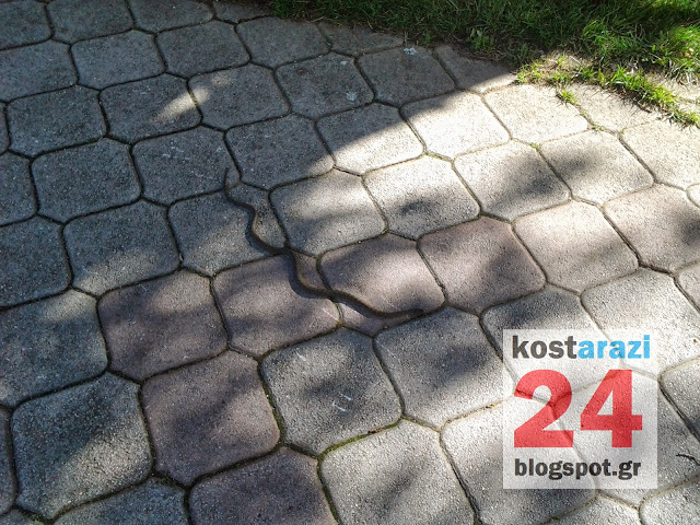 ΦΩΤΟ από kostarazi24