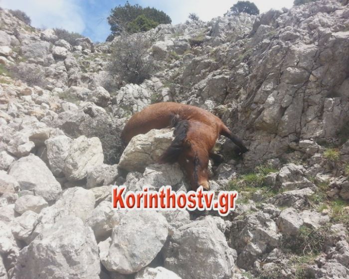 ΦΩΤΟ από korinthostv