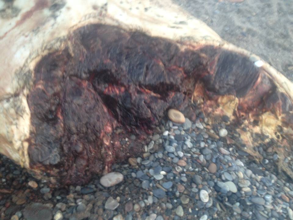 ΦΩΤΟ από zarpa.gr