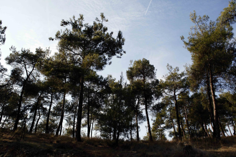 Θεσσαλονίκη: Στρατιωτικό βλήμα στο δάσος του Σέιχ Σου – Αναστάτωση στο σημείο! | Newsit.gr Θεσσαλονίκη: Στρατιωτικό βλήμα στο δάσος του Σέιχ Σου – Αναστάτωση στο σημείο! | Newsit.gr