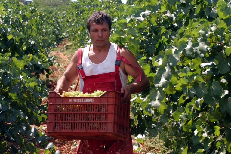 Στα…μποστάνια η έξοδος από την κρίση (;) | Newsit.gr Στα…μποστάνια η έξοδος από την κρίση (;) | Newsit.gr