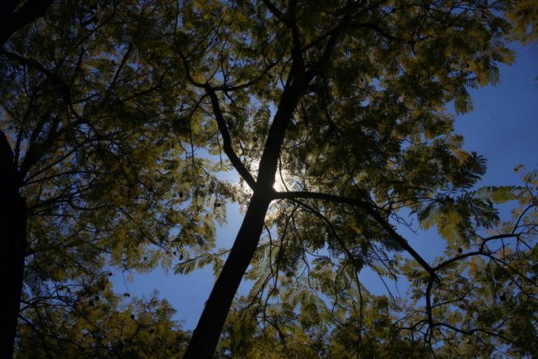 Κύλησε κορμός δέντρου και καταπλάκωσε 23χρονο στη Φωκίδα! | Newsit.gr Κύλησε κορμός δέντρου και καταπλάκωσε 23χρονο στη Φωκίδα! | Newsit.gr
