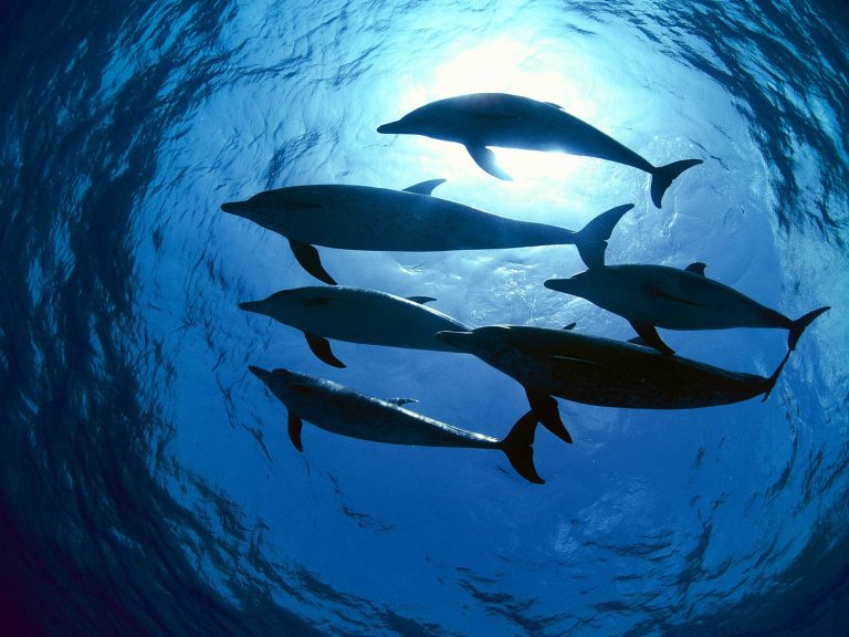 Ελπίδες για εμφάνιση του δελφινιού του ποταμού Γιανγκτσέ | Newsit.gr