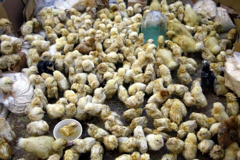 Η Περιφέρεια Κεντρικής Μακεδονίας για τη γρίπη των πτηνών