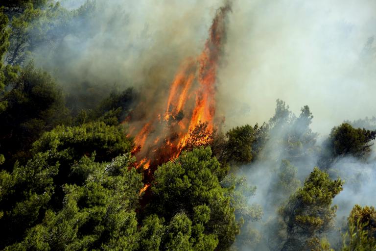 Αγρίνιο: Η παρατηρητικότητά του χάλασε τα σχέδια των εμπρηστών! | Newsit.gr Αγρίνιο: Η παρατηρητικότητά του χάλασε τα σχέδια των εμπρηστών! | Newsit.gr