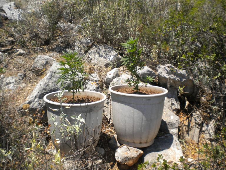 Κρήτη: Παπάς με… φούντες! Βρέθηκαν δενδρύλλια στο σπίτι του | Newsit.gr Κρήτη: Παπάς με… φούντες! Βρέθηκαν δενδρύλλια στο σπίτι του | Newsit.gr