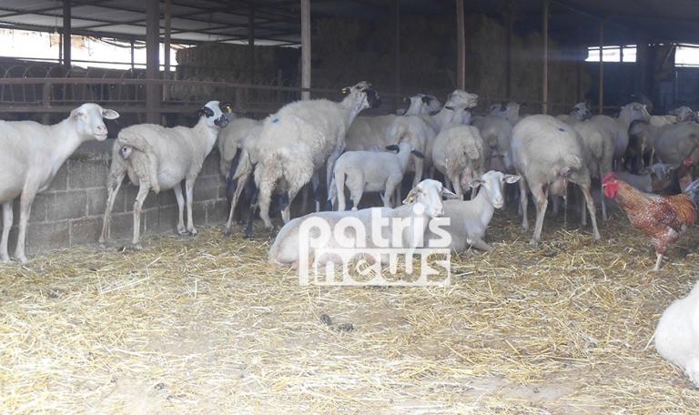 Ηλεία: Κινδυνεύουν από ασιτία τα κοπάδια μετά τις φωτιές | Newsit.gr Ηλεία: Κινδυνεύουν από ασιτία τα κοπάδια μετά τις φωτιές | Newsit.gr