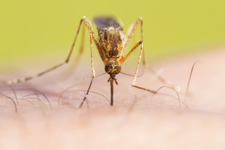 Πώς τσιμπάνε τα κουνούπια: Τι ακριβώς κάνουν στο δέρμα