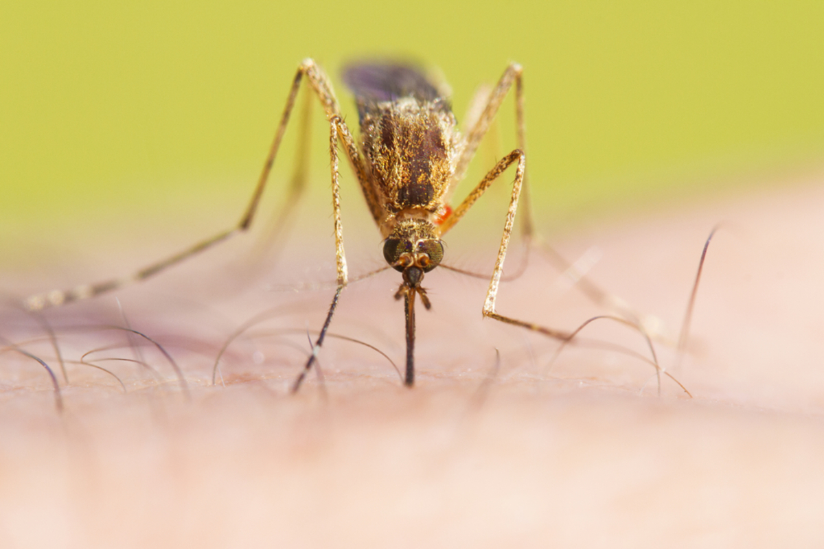Πώς τσιμπάνε τα κουνούπια: Τι ακριβώς κάνουν στο δέρμα