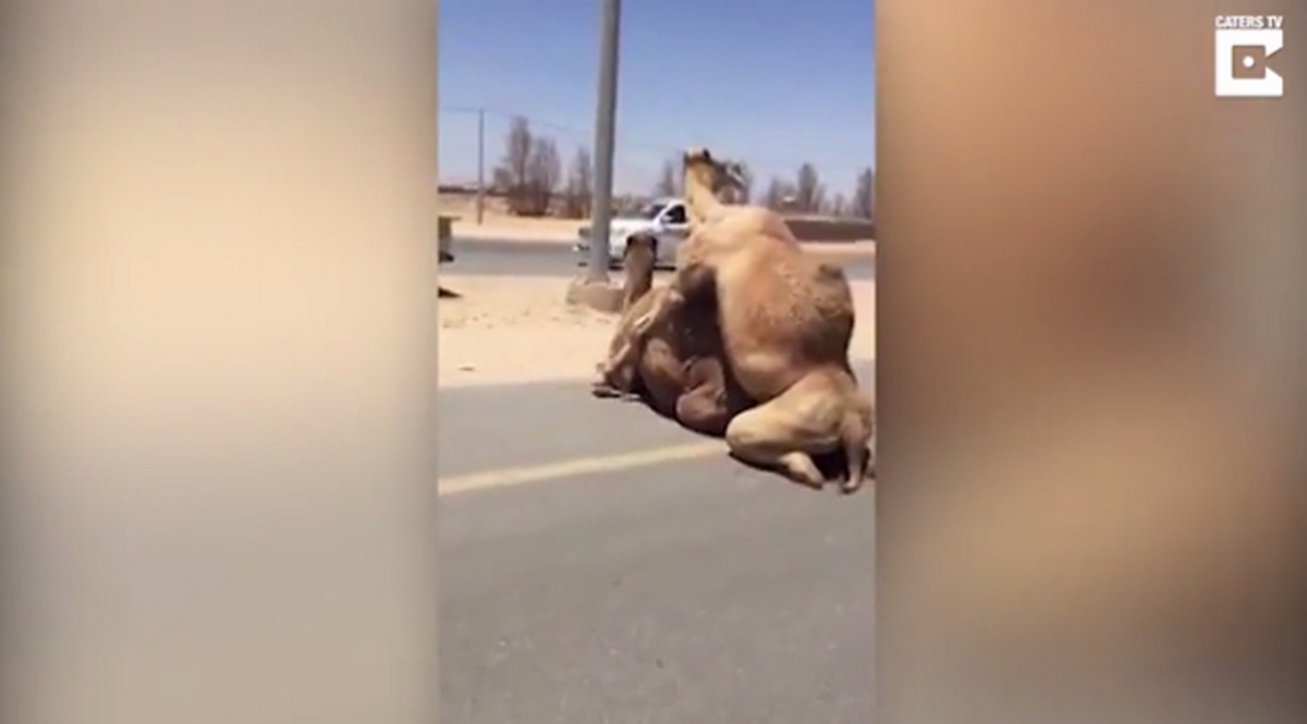 Καμήλες ζευγαρώνουν στη μέση του δρόμου και προκαλούν κυκλοφοριακό χάος! [vid]