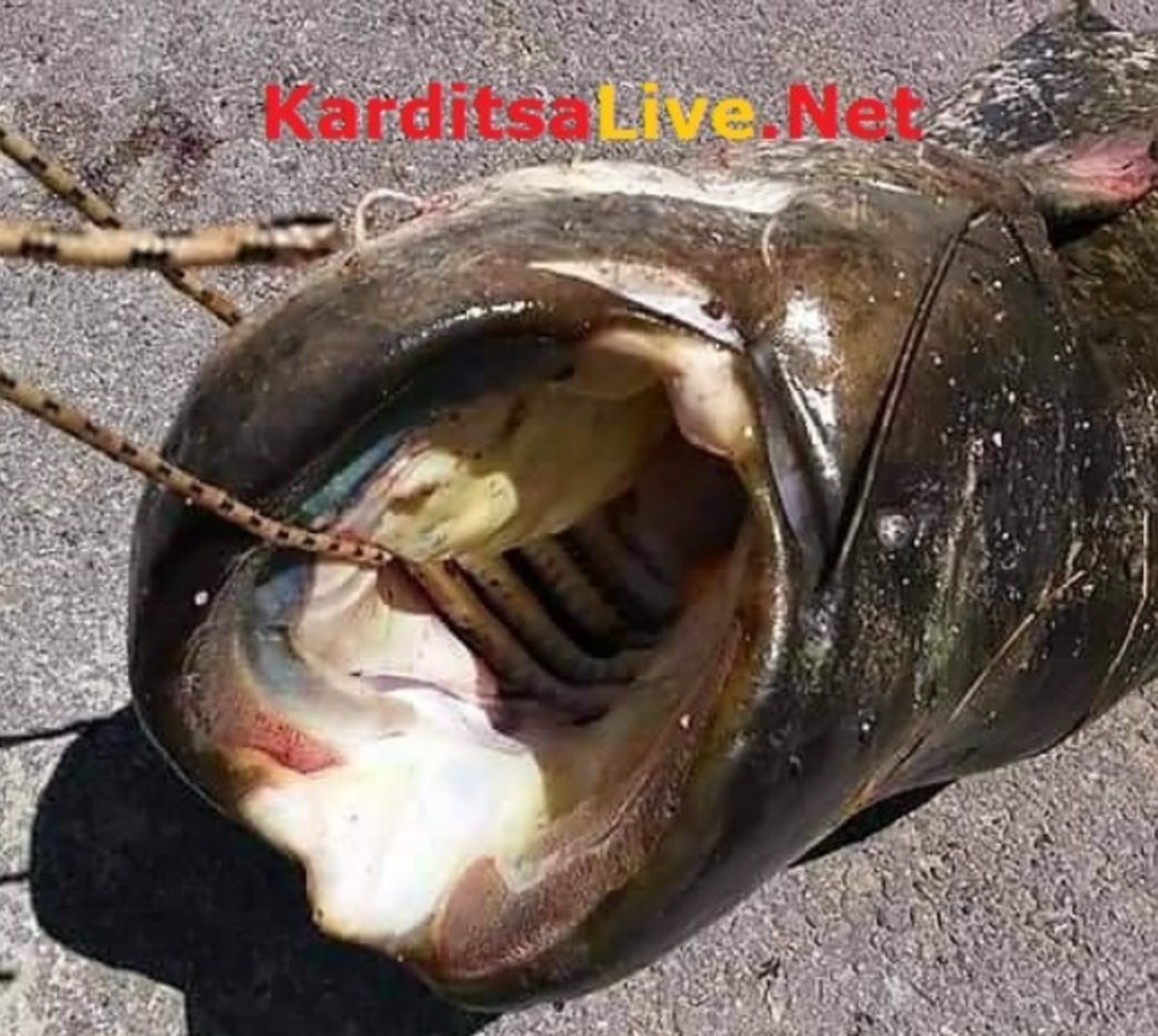 ΦΩΤΟ από karditsalive.net