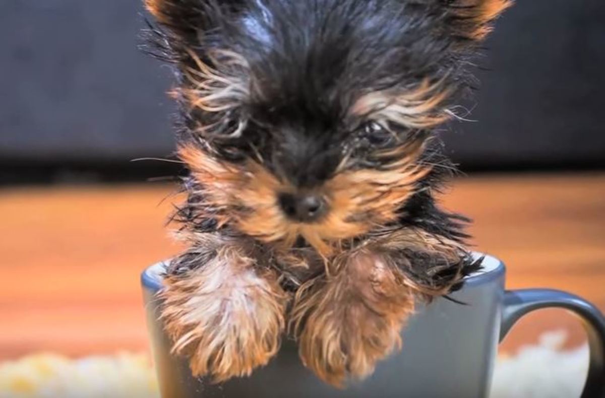 Ο πιο μικροσκοπικός σκύλος του κόσμου! [vid]